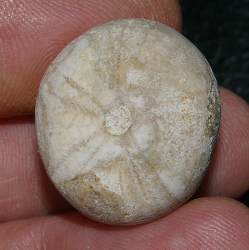 Conulus subrotundus subglobosus