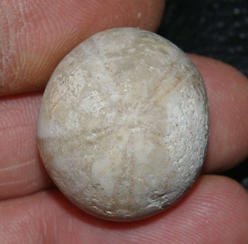 Conulus subrotundus subglobosus