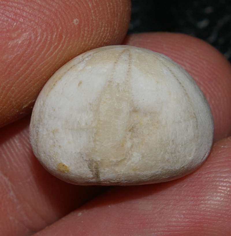 Conulus ellipticus