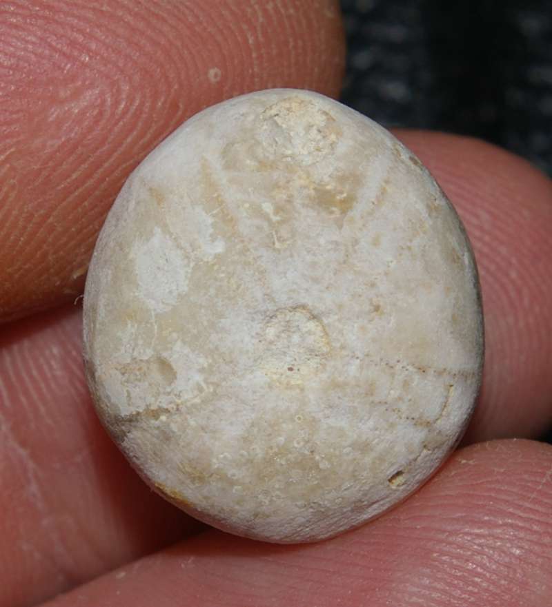 Conulus ellipticus
