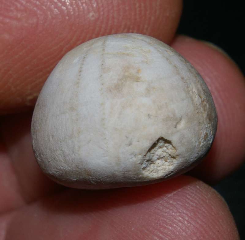 Conulus ellipticus