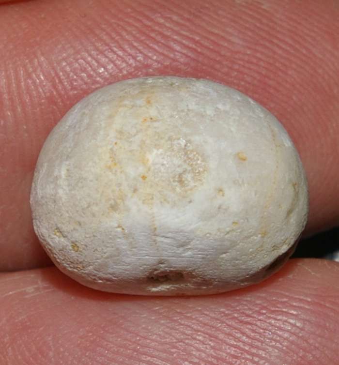 Conulus ellipticus