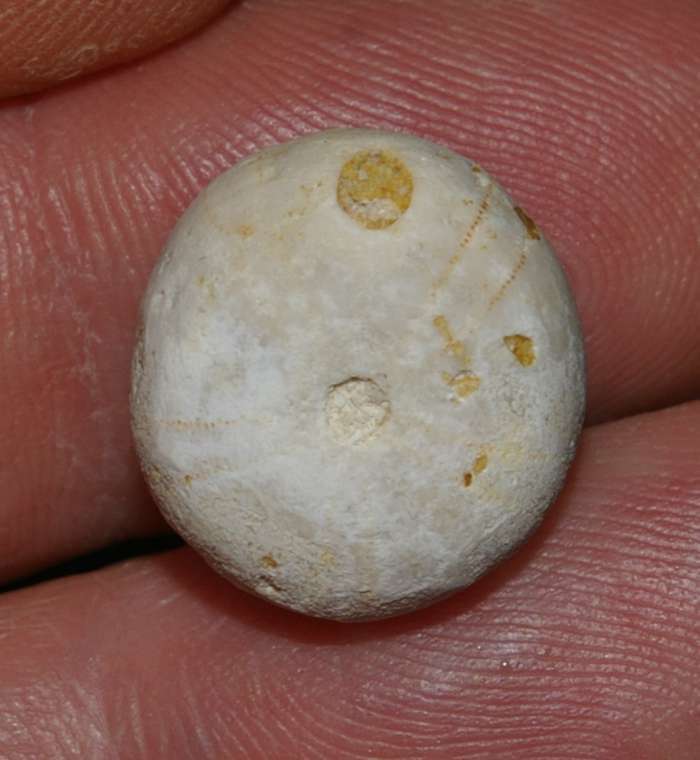 Conulus ellipticus