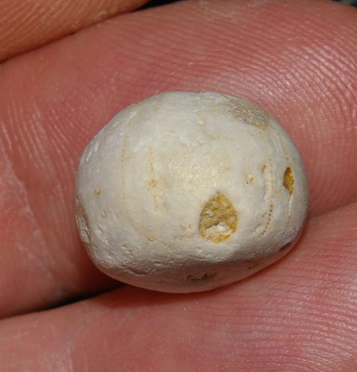 Conulus ellipticus