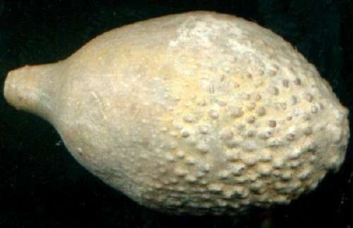 Radiola hemicidaris