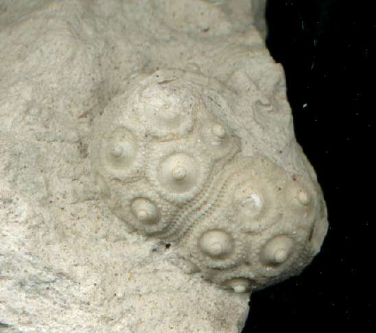 Cidaris stereosceptifera 