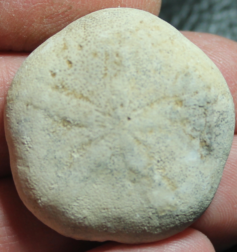 Tylocidaris clavigera