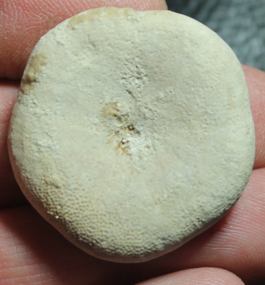 Tylocidaris clavigera