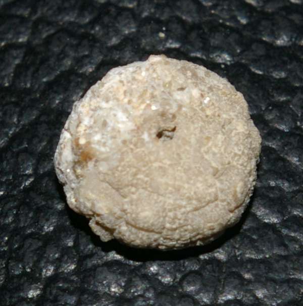 Hemicidaris glasvillei