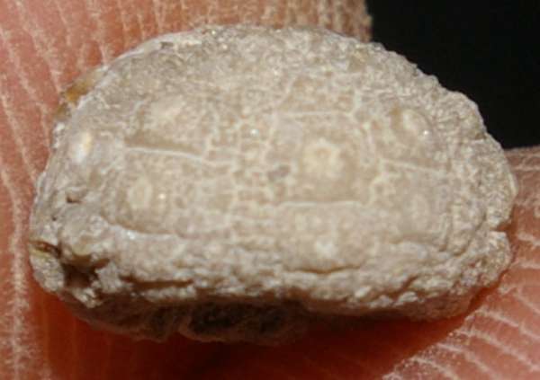 Hemicidaris glasvillei