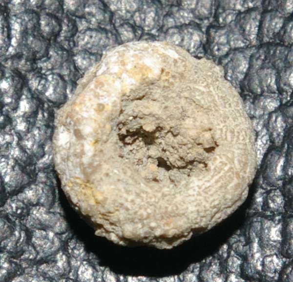 Hemicidaris glasvillei