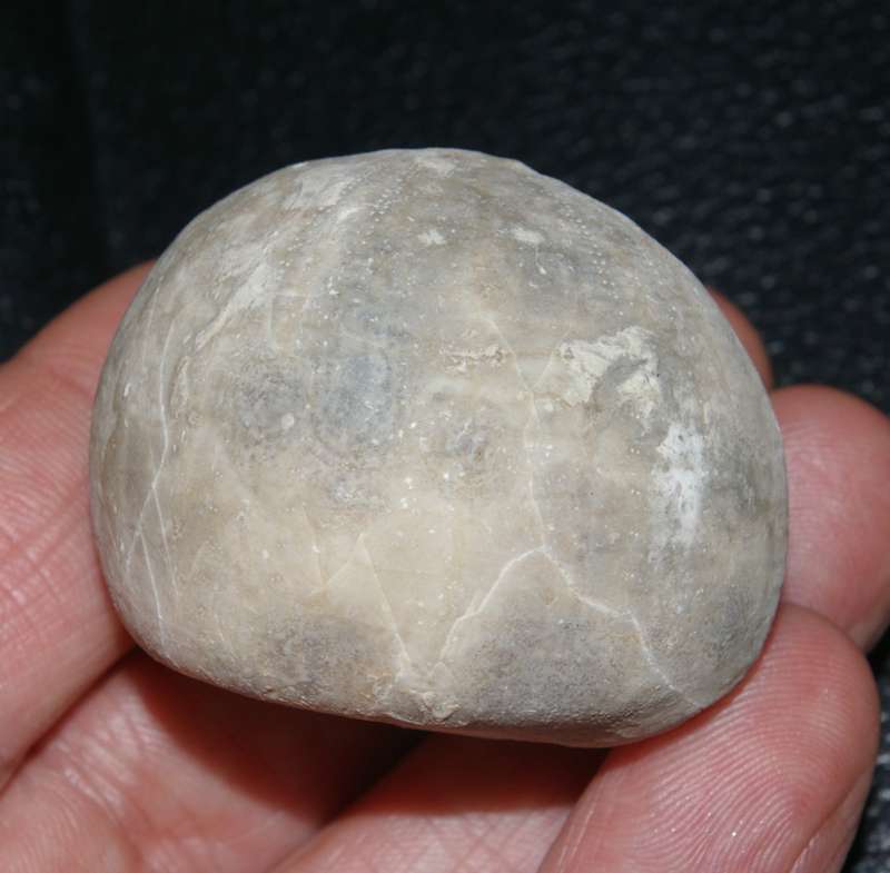 Echinocorys ovatus 