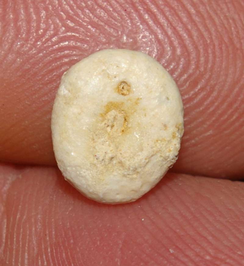Echinocyamus piriformis