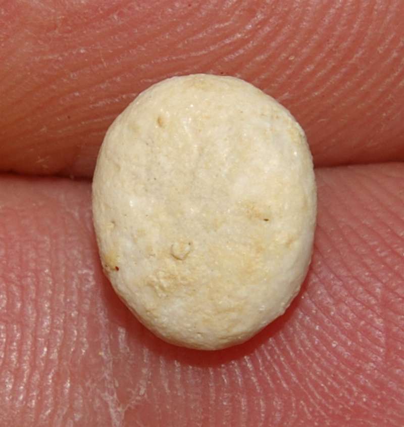 Echinocyamus piriformis