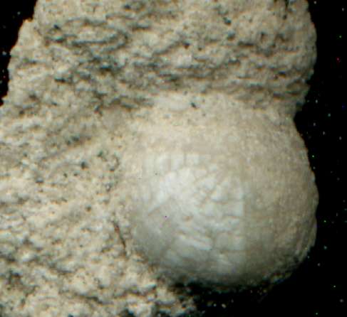 Discoidea sp