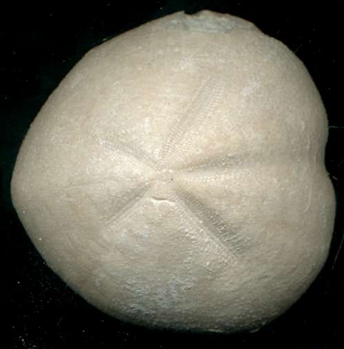 Micraster decipiens