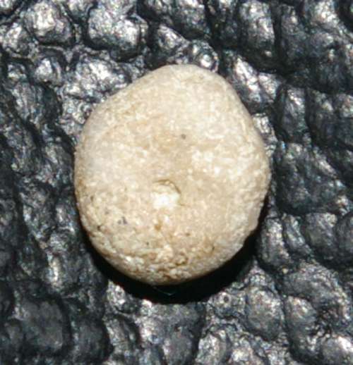 Echinogalerus rostratus