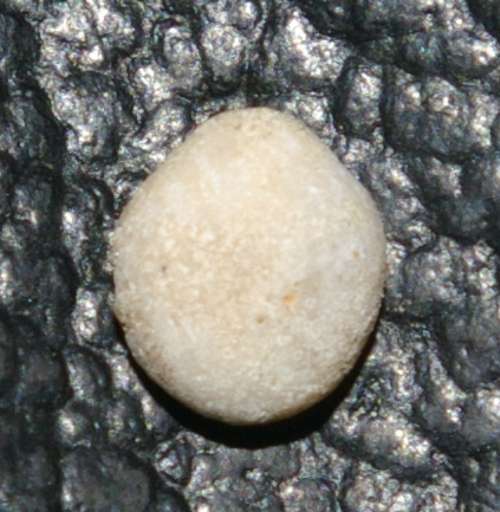 Fossile oursin