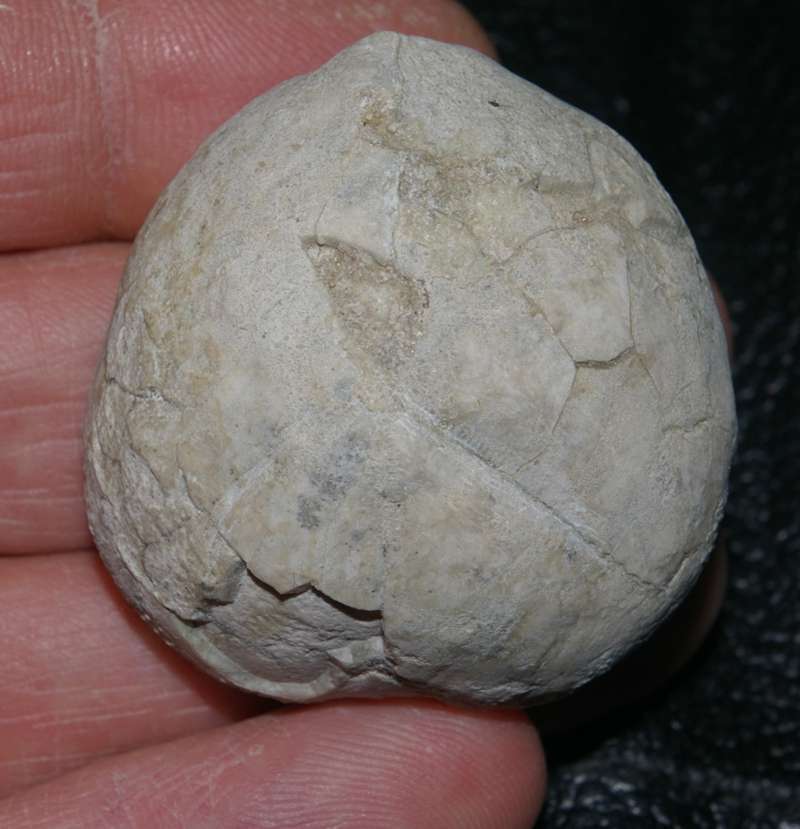 Fossile oursin