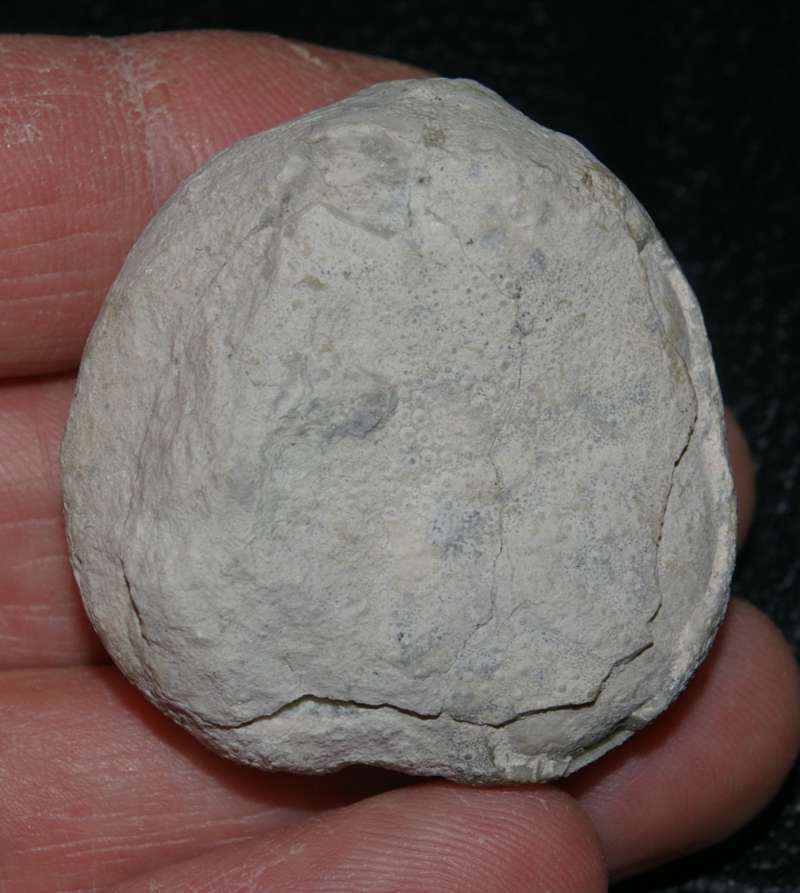 Fossile oursin
