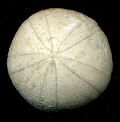 Coenholectypus planatum