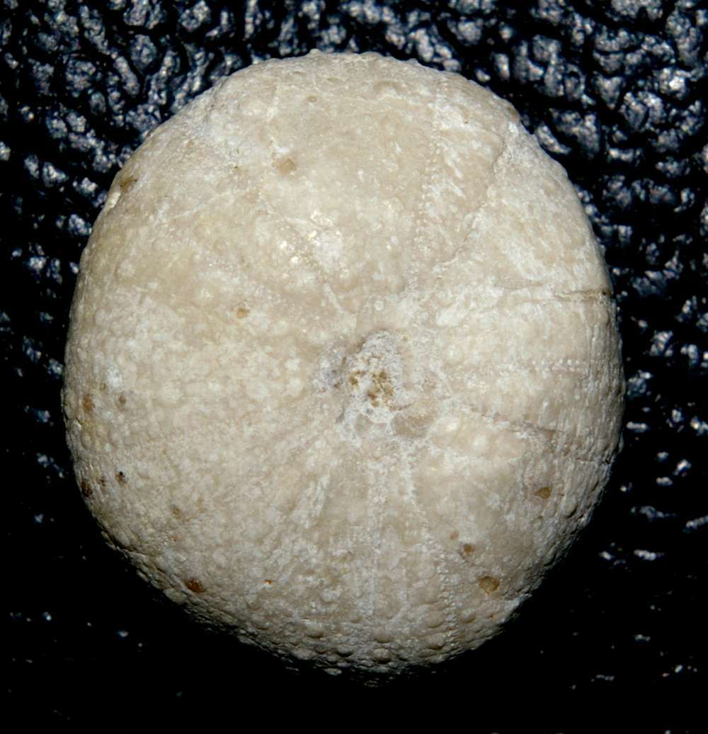 Orthopsis miliaris