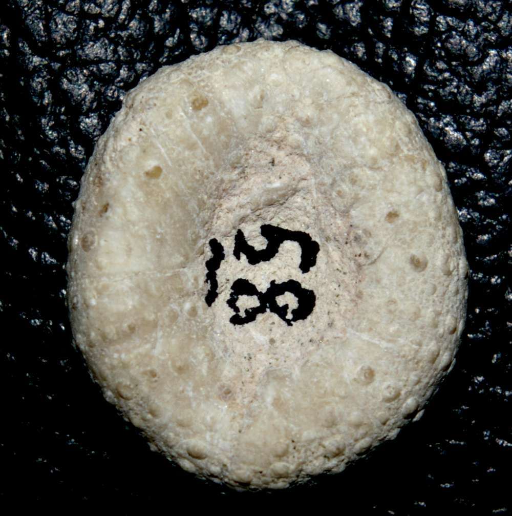 Orthopsis miliaris