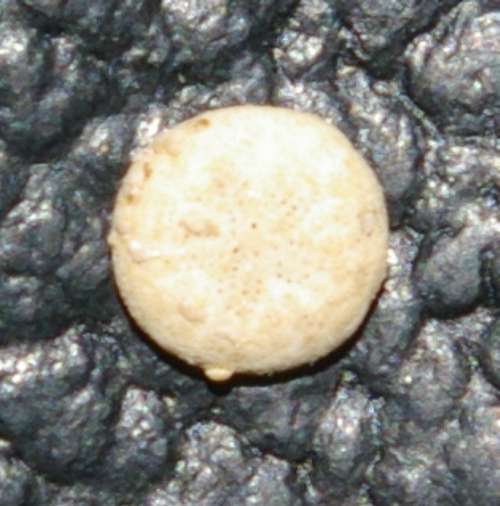 Scutellina lenticularis