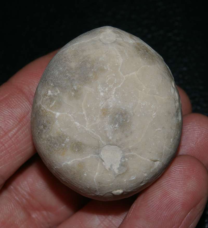 Echinocorys ovatus 