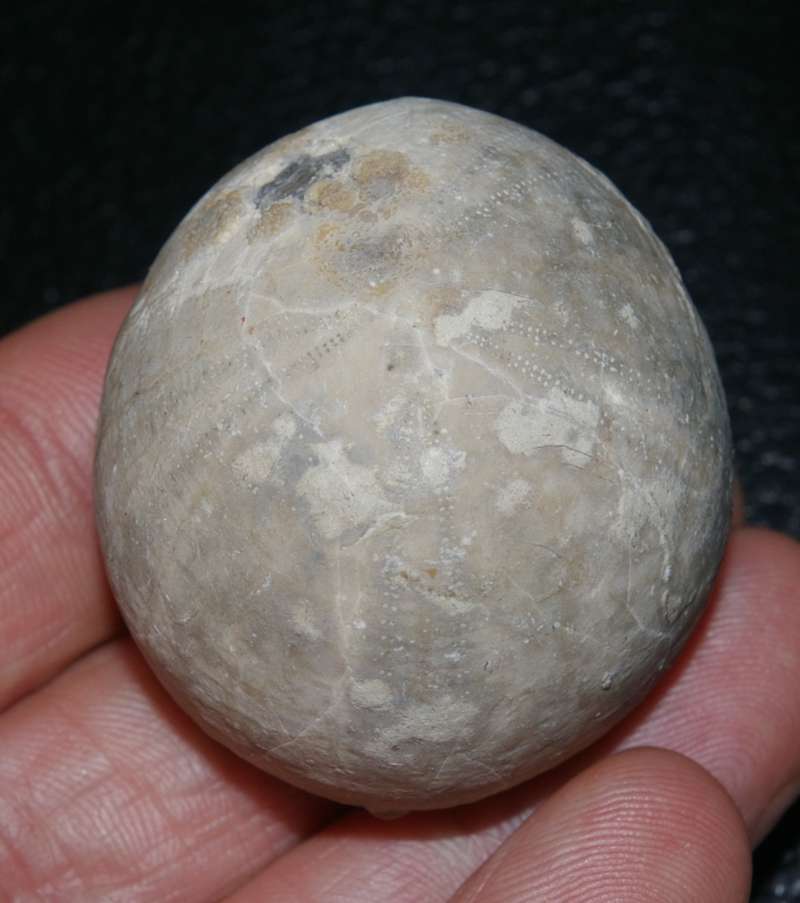 Fossil sea urchins 