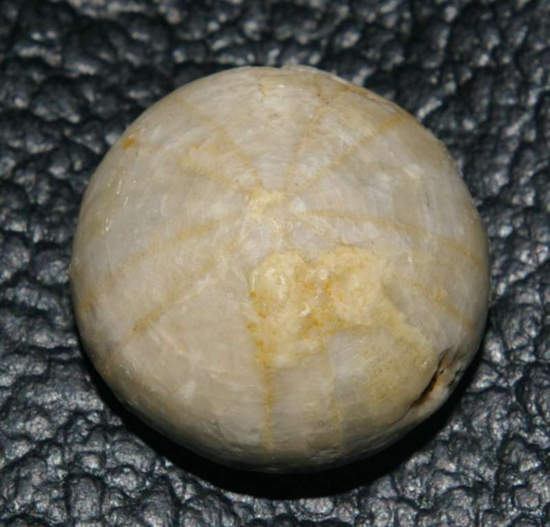 Holectypus