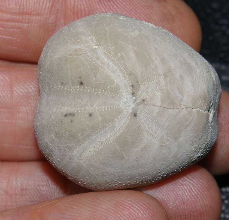 Pliotoxaster paquieri