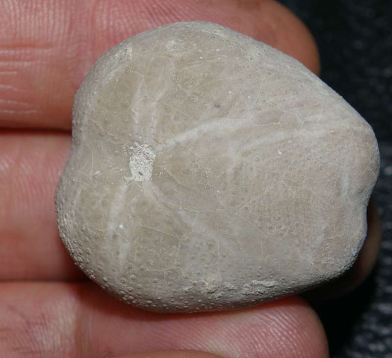 Pliotoxaster paquieri