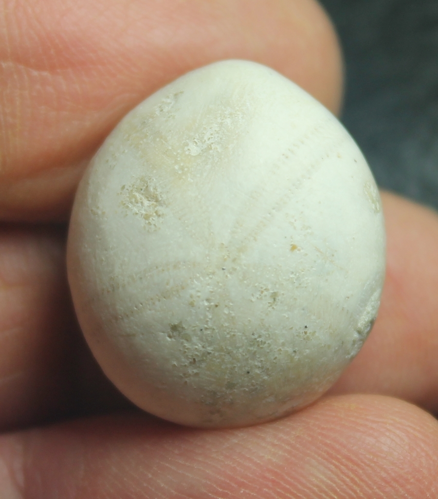 Pygaulus pilvinatus
