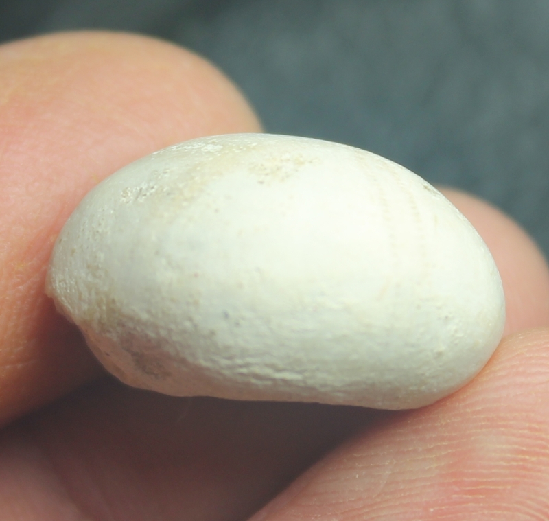 Pygaulus pilvinatus