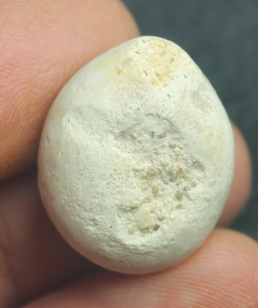 Pygaulus pilvinatus