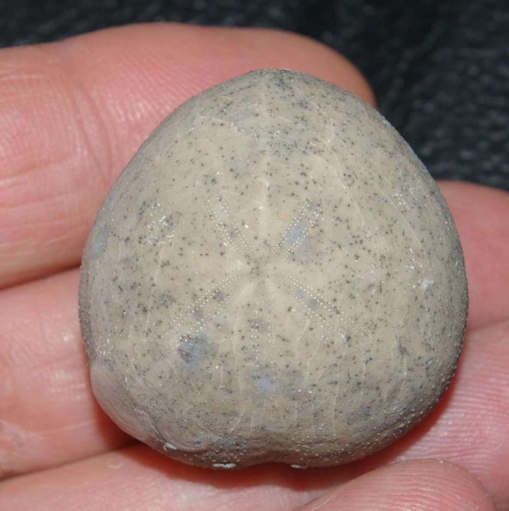 Micraster coranguinum