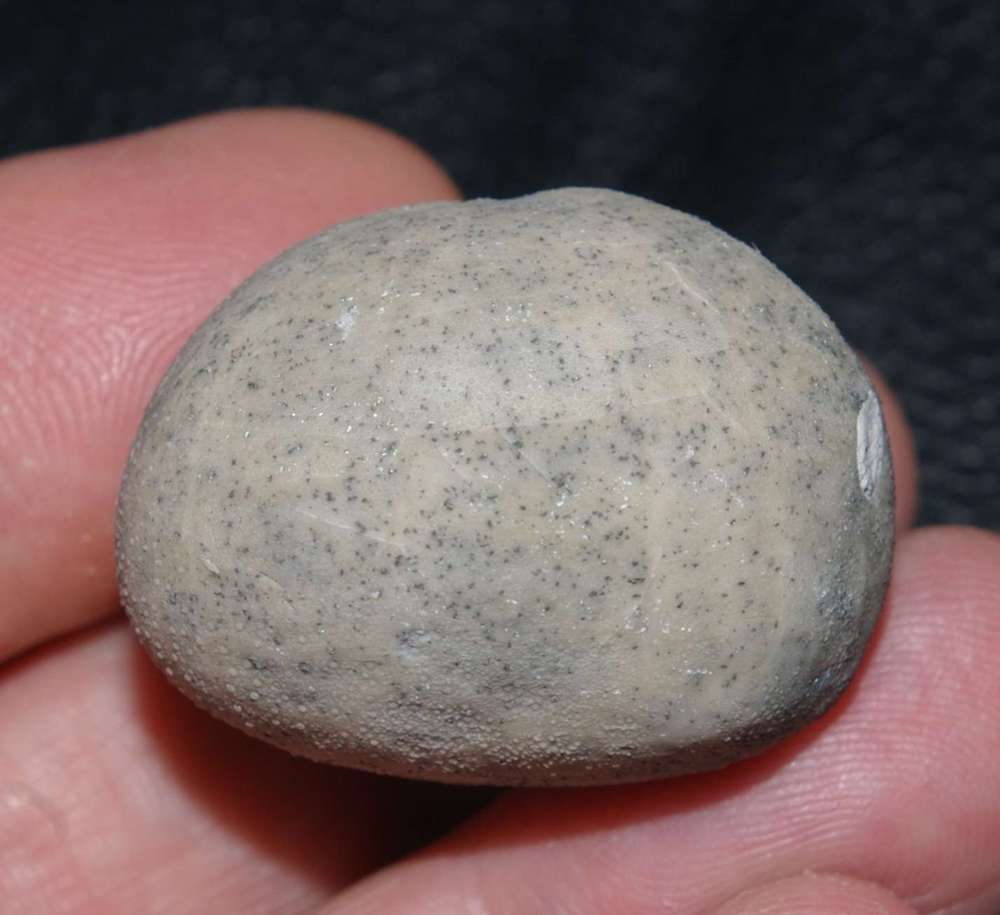 Micraster coranguinum