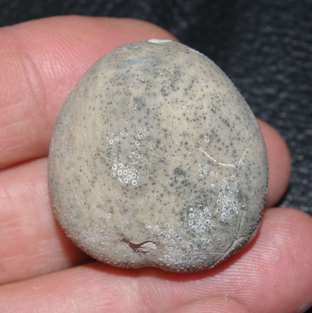 Micraster coranguinum
