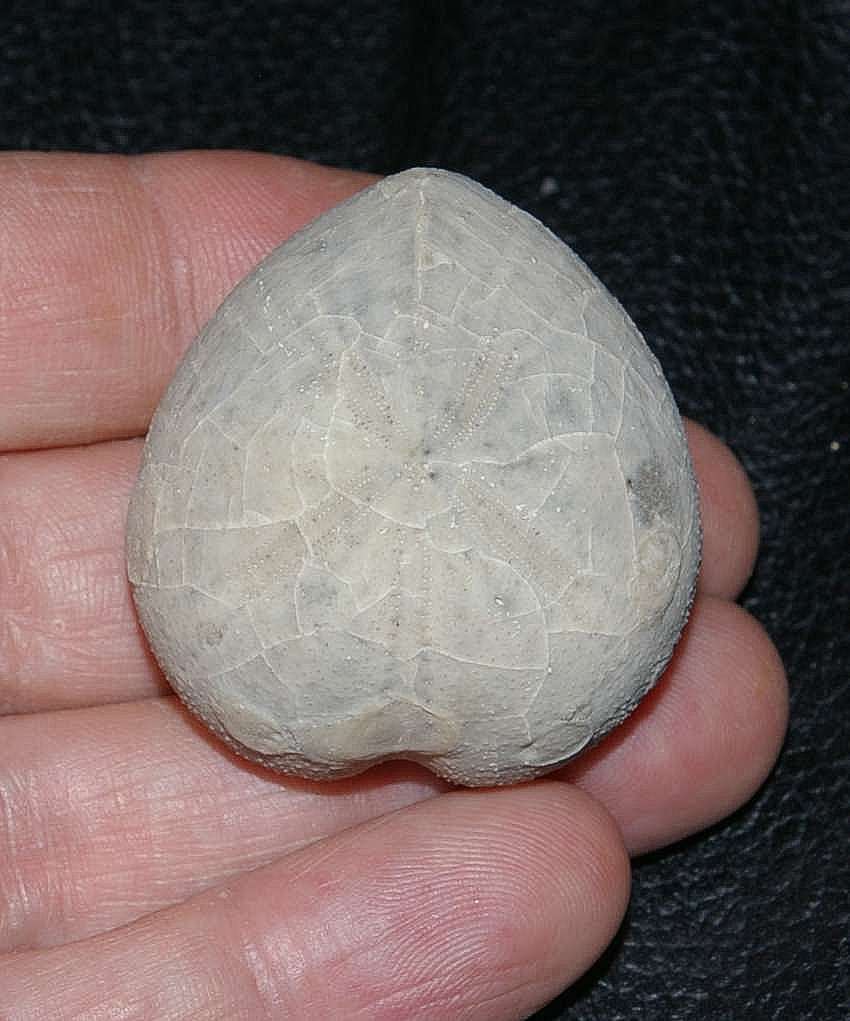 Micraster coranguinum