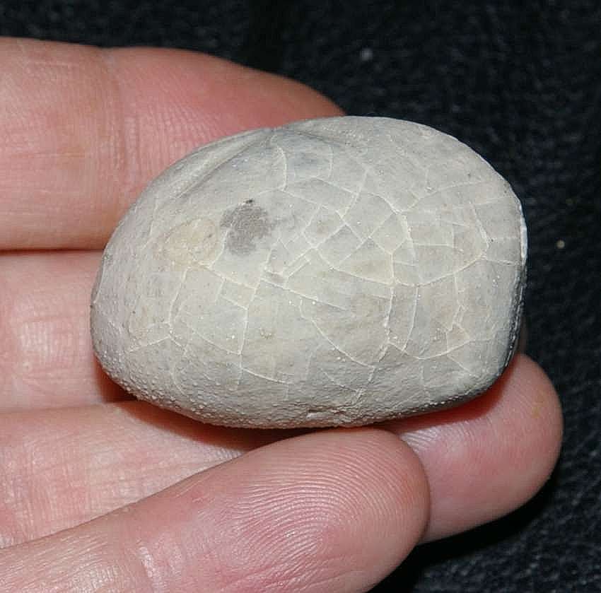 Micraster coranguinum