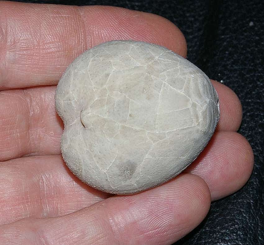 Micraster coranguinum