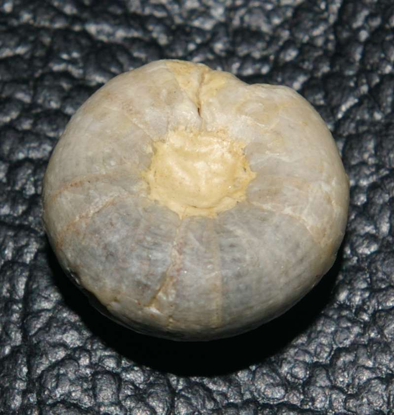 Holectypus