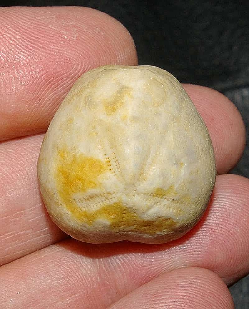 fossils echinoid Lambertiaster auberti