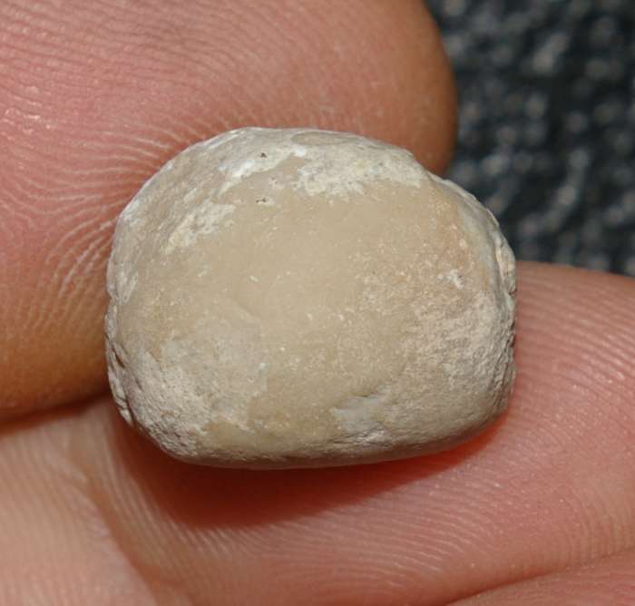 Titonia convexa