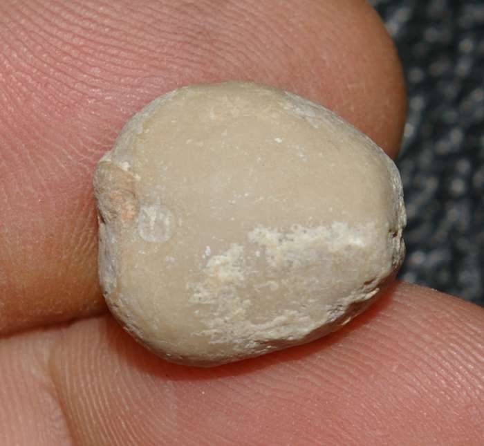 fossil echinoid