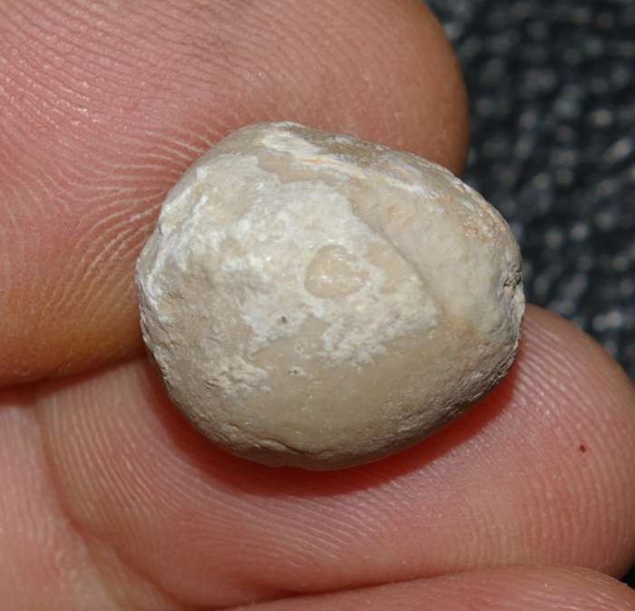 Titonia convexa