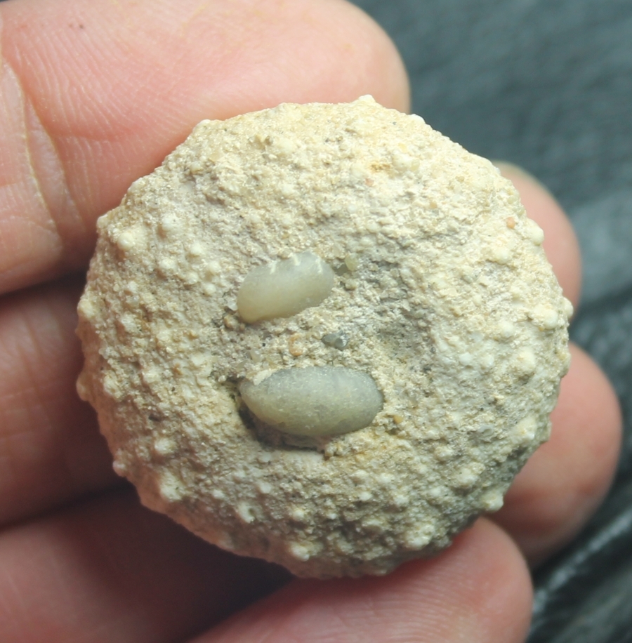 Phymosoma cennomanense