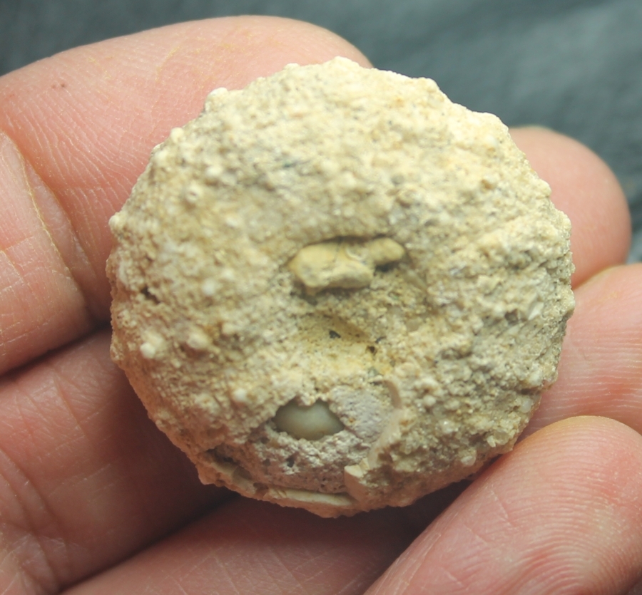 Phymosoma cennomanense
