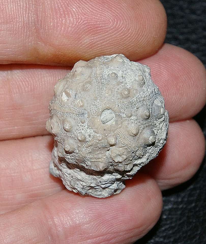 Hemicidaris intermedia